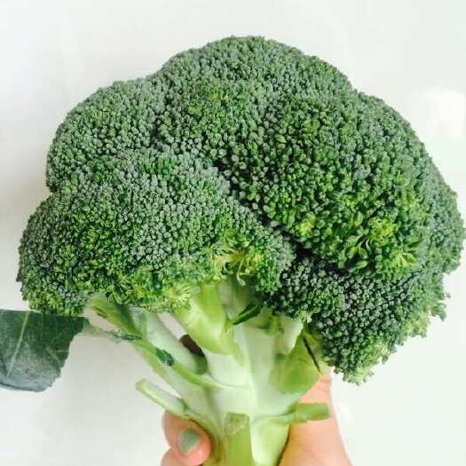 江门广东江门优质西兰花 新鲜采摘当日发货