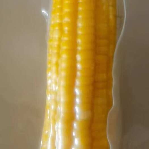 肇源县东北鲜食玉米