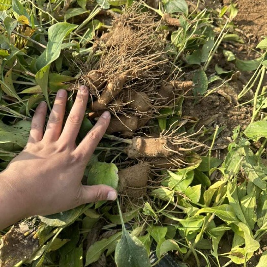 沈丘县一年子播鲜白术
