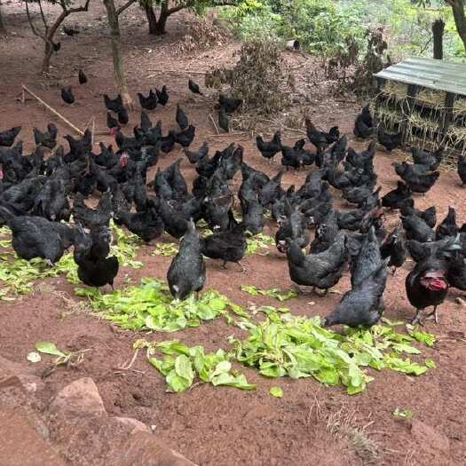 二年散养五黑鸡(母鸡)200只/壹五六拔叁五六叁拔拔拔