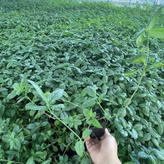 鹰潭云南糯米香茶苗西双版纳糯米香茶树苗