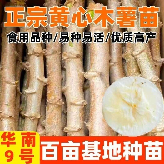 北流市广西正宗黄肉黄心木薯苗四季板栗鸡蛋木薯华南9号面包木薯茎
