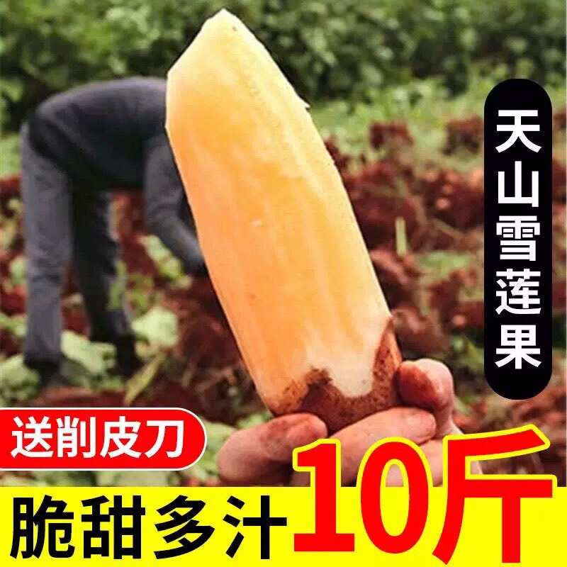 【云南天山雪莲果新鲜红黄心长果超甜大果整箱