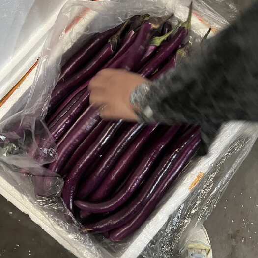 厦门福建线茄