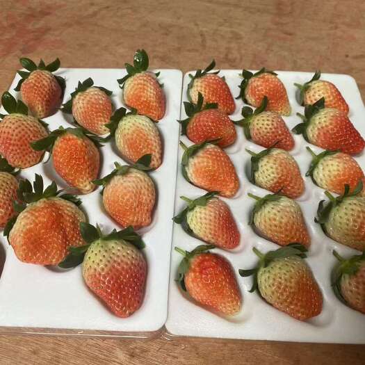 永仁县优质的草莓 得找优质的我