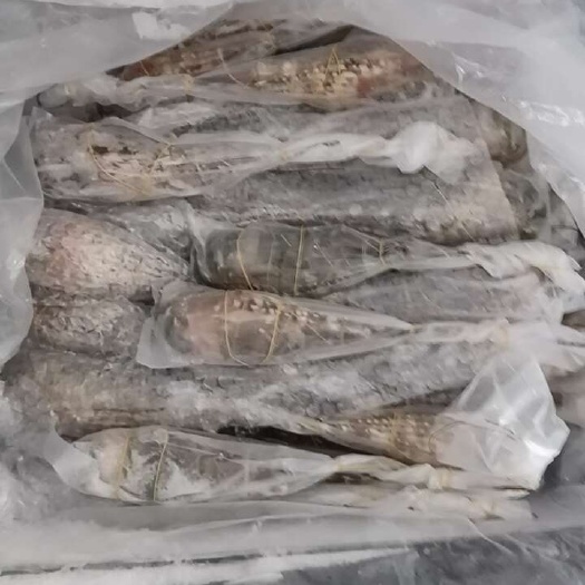 泉州小青龙