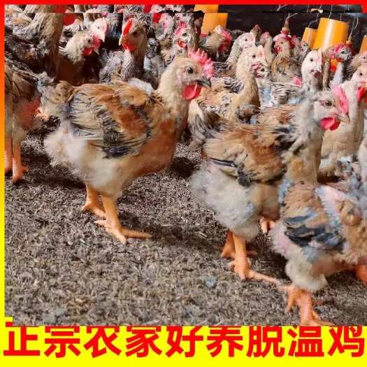 莘县K9鸡半大鸡阉鸡九斤红鸡红玉鸡大红公鸡活鸡苗大脚