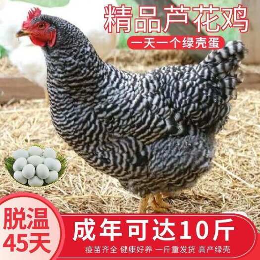 莘县批发一斤芦花鸡仔汶上鸡