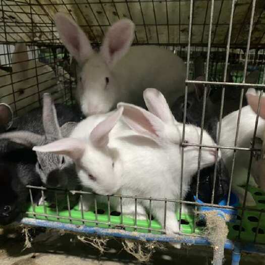 绵阳幼兔肉兔种兔