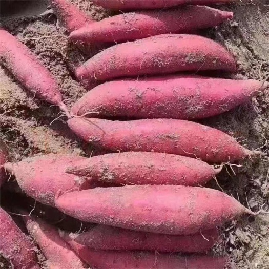 铅山县黄土地红心薯一手货源量大从优