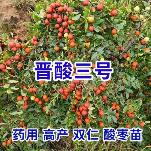 绛县晋酸三号药用双仁酸枣苗 小枣树苗 荒坡山地栽种