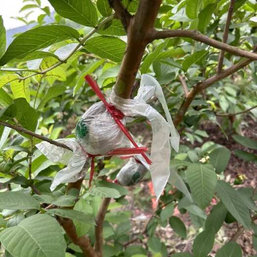 佛山番石榴苗，白心香味，私有品种