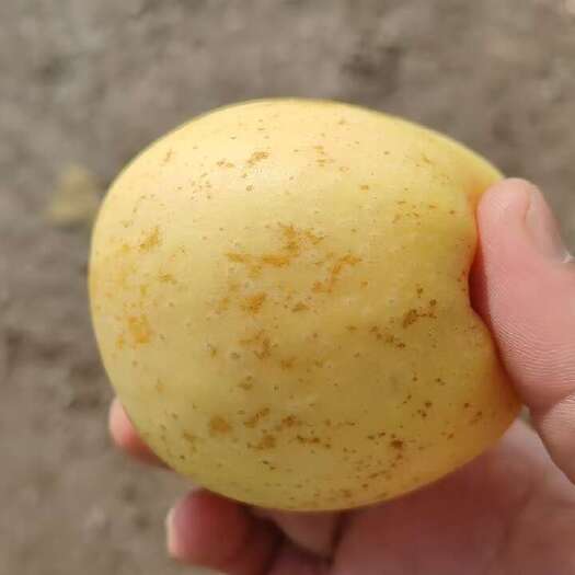 灵台县甘肃维纳斯苹果