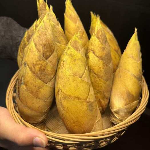 阳山县冬笋产地直供千亩产地