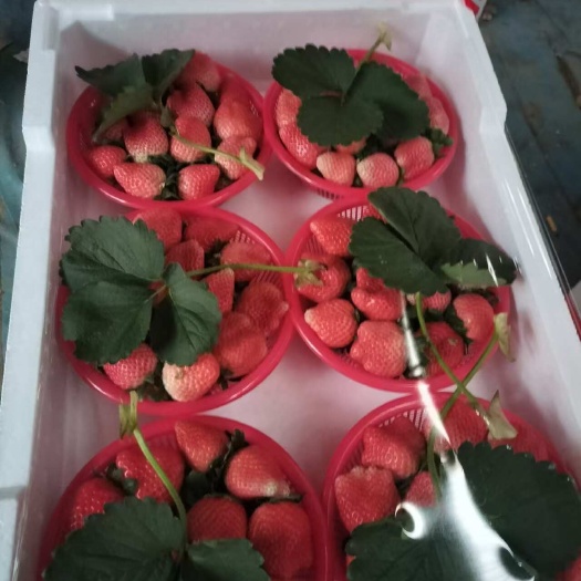 精品草莓