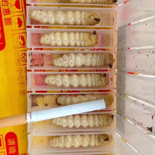 田东县斗米虫