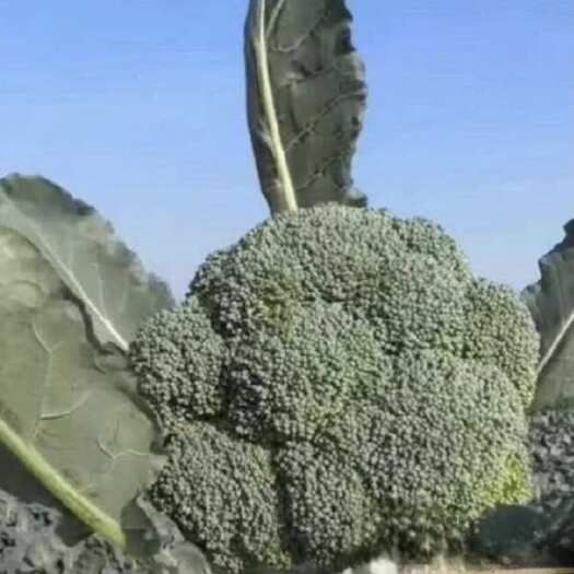 丰顺县西兰花苗叶菜苗