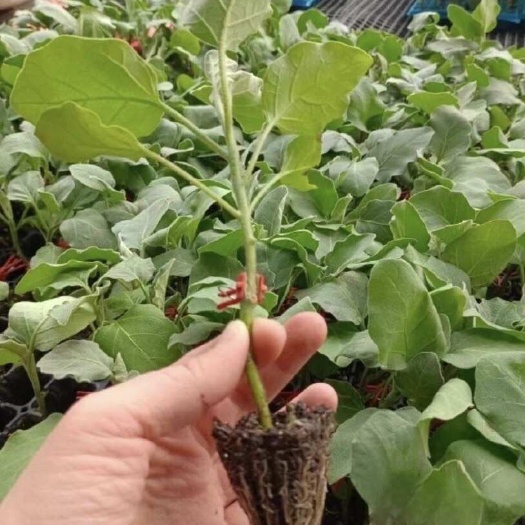 长沙烧烤茄，圆茄，中茄，烧烤茄，嫁接苗直播苗