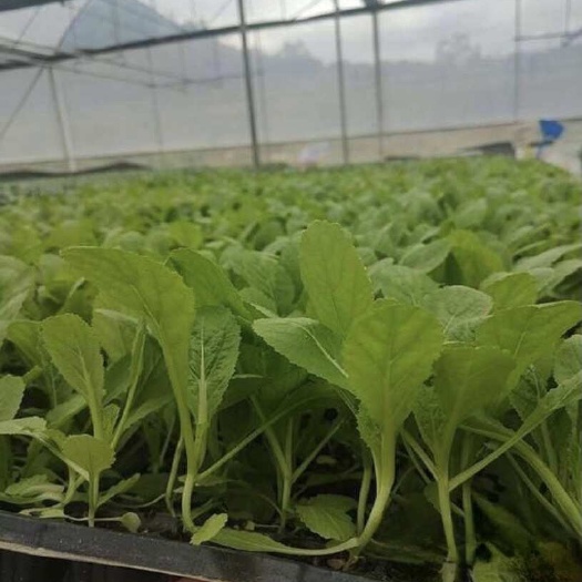 丰顺县芥菜，多叶芥菜，多心芥菜
