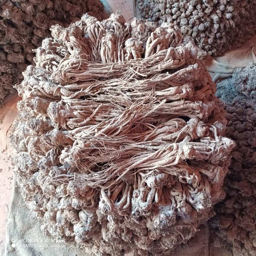 【当归原条】新货无硫，甘肃岷县原产地直发