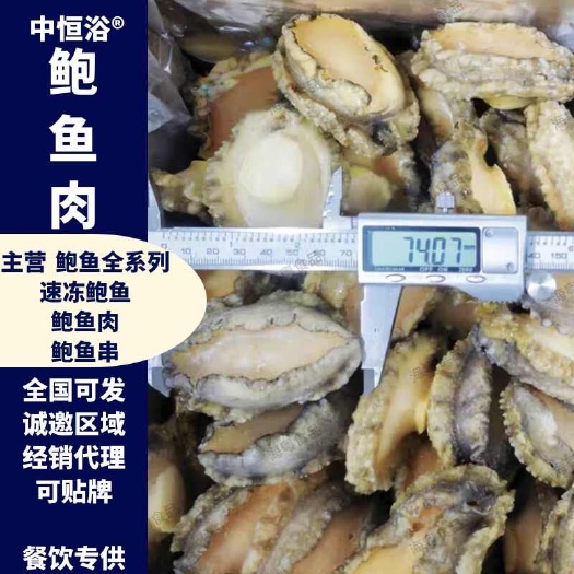 东山县鲍鱼肉【鲍鱼工厂】特大冻鲍鱼肉批发酒店餐饮食材佛跳墙原料供应