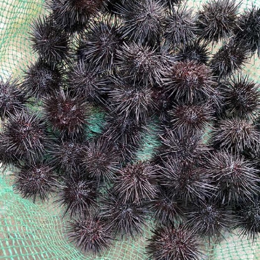 烟台天然海域 高品质鲜活紫海胆，产地直发，海胆肉