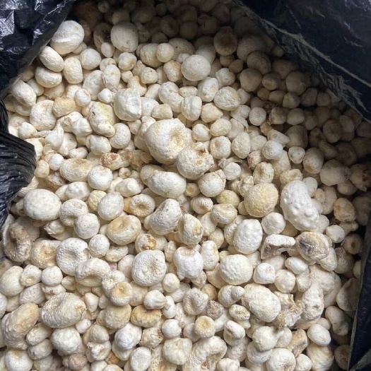 甘肃    旱半夏  干货  优质供应，