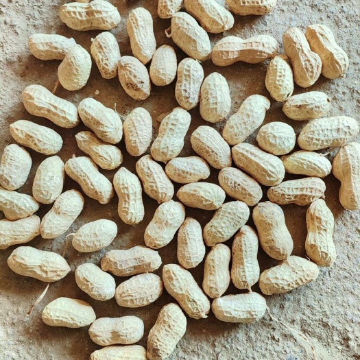 精品白沙花生工厂安需加工