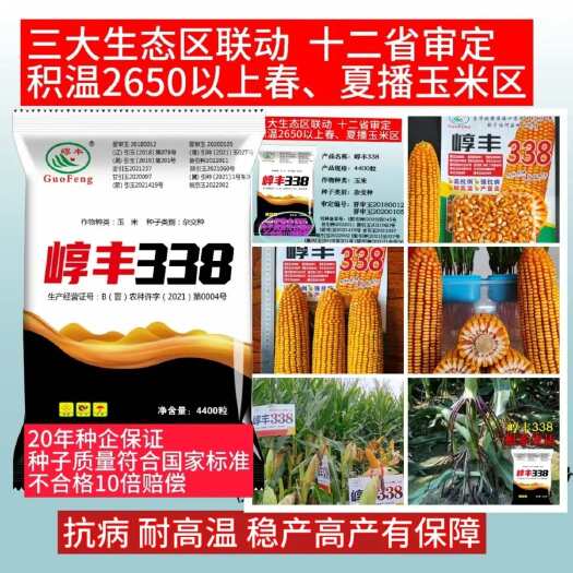 郑州崞丰338玉米种子饲料玉米十二省审定抗锈抗青枯抗高温抗病抗倒