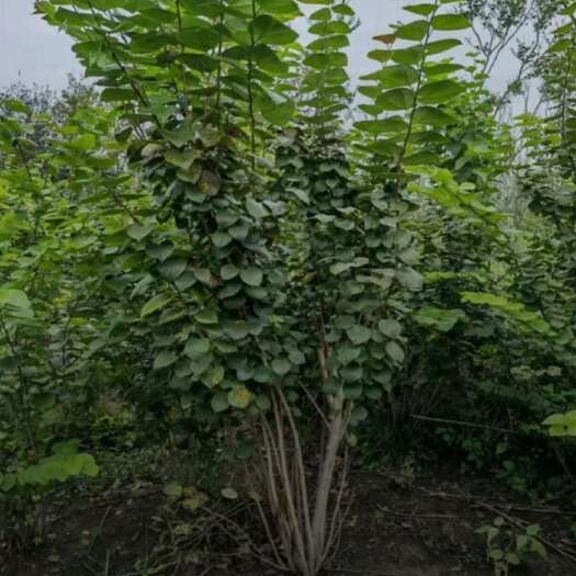 沭阳县高度200厘米丛生紫荆