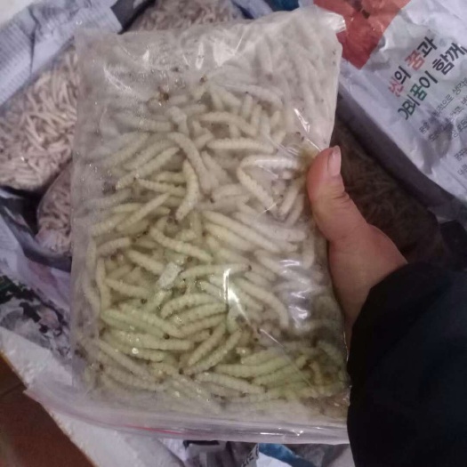 靖西市竹虫，冰鲜竹虫