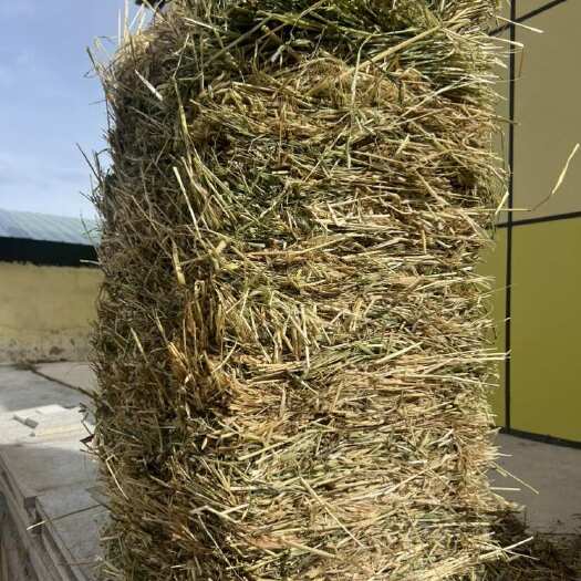 共和县燕麦草捆已售完