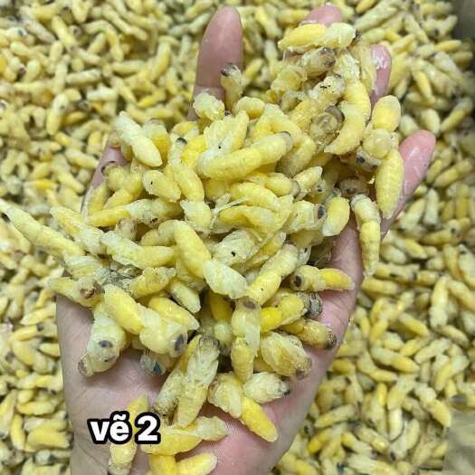 靖西市二级蜂蛹，鲜冻蜂蛹，蜂蛹