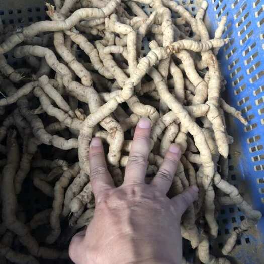 郁南县紫肉鲜巴戟剪头尾0.8直经起统货