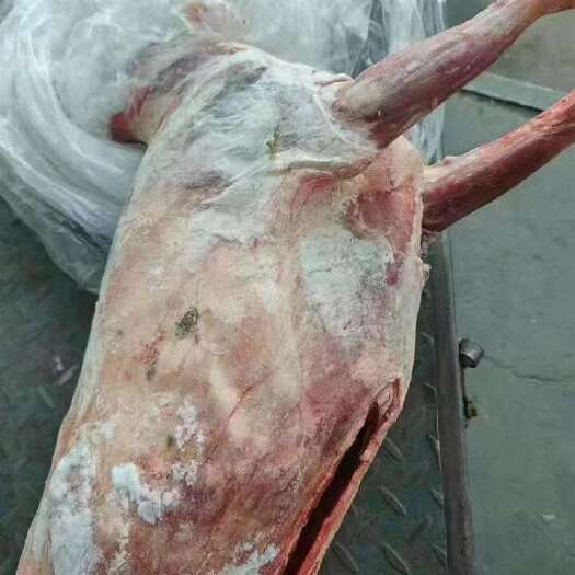 郑州羊酮体