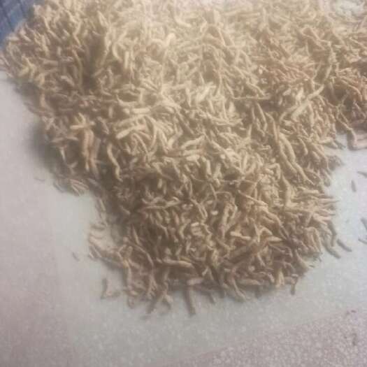 邵东市湘玉竹
