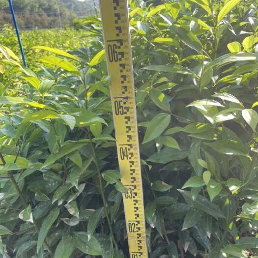 广州广州增城优质阴香乔木苗木 环保耐养 易成活