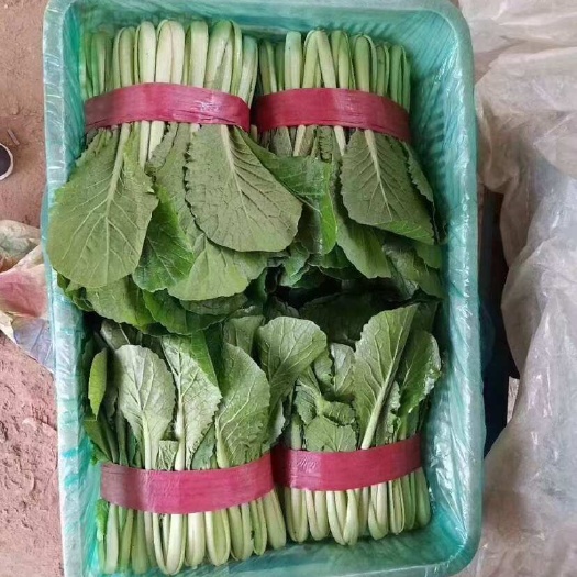 邯郸小白菜，精品小白菜