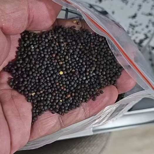 盐城江苏国营农场菜籽，油色好，水分低，出油多油味香。需要的老板联
