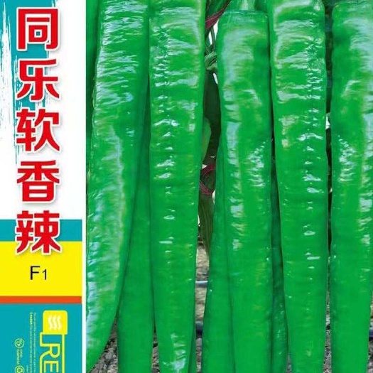 鸡泽县同乐软香辣青皮绿皮软皮尖椒辣椒种子一袋一千粒包邮