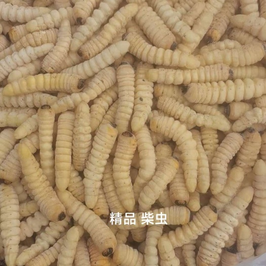梧州柴虫 木虫
