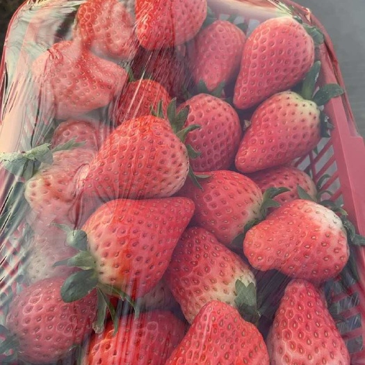 现摘新鲜奶油草莓