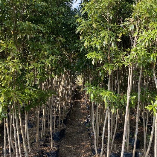 炎陵县楠木