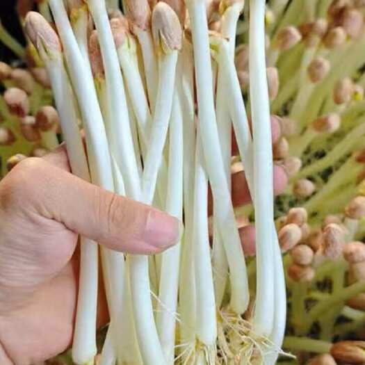 花生芽