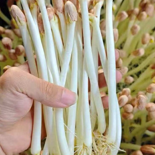 潍坊花生芽