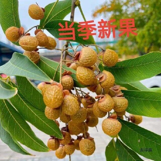 无患子洗手果 无患子洗发水家中常备有备无患