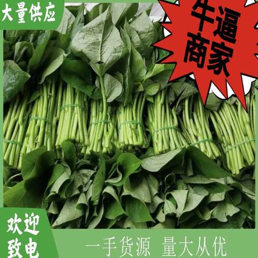 徐闻县精品 薯叶 红薯叶 地瓜叶 整车按需代发产地直供