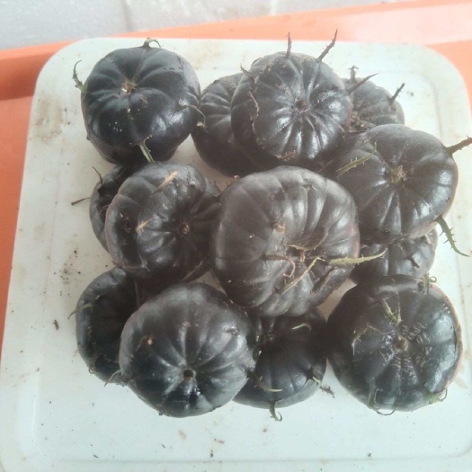 马关县云南马关红果参批发代发
