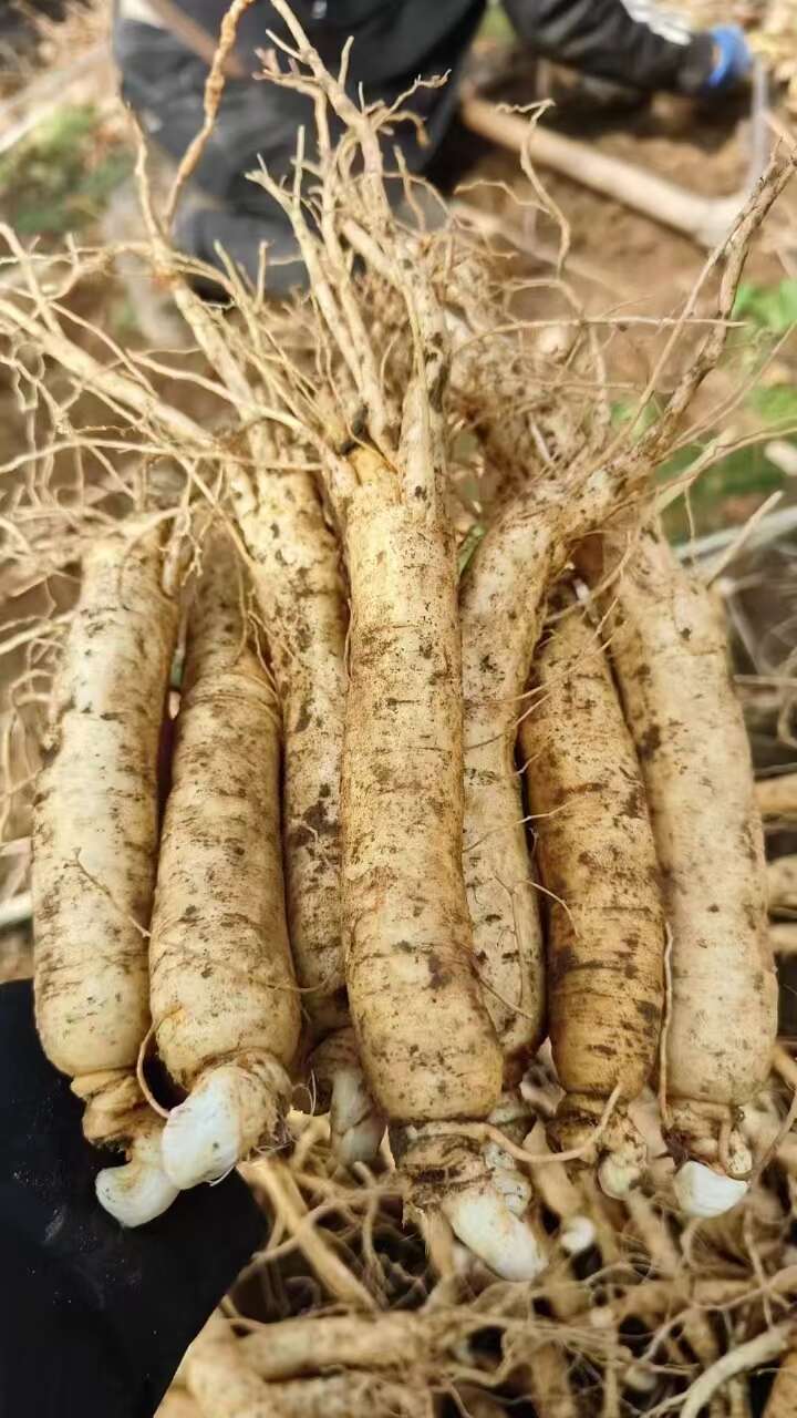 【鲜西洋参】陕西留坝紫柏山高品质西洋参花旗参参味更浓含量更高