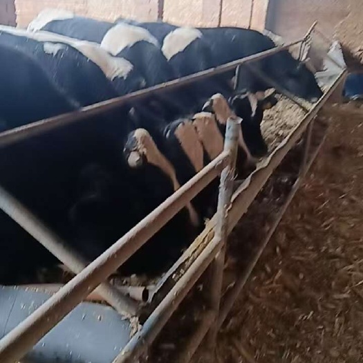石家庄家养肉牛  小尾绵羊   鹌鹑蛋